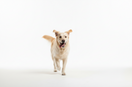 Dog Diarrhoea on Walks: What to Do and How to Clean It Up Outside