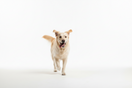 Dog Diarrhoea on Walks: What to Do and How to Clean It Up Outside