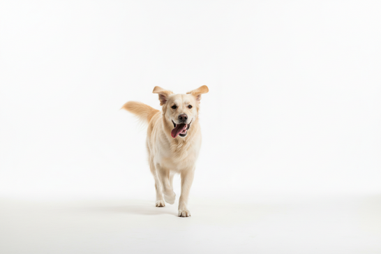 Dog Diarrhoea on Walks: What to Do and How to Clean It Up Outside