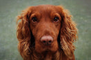 How to Pick Up Loose Dog Poo and What to Do Next Time