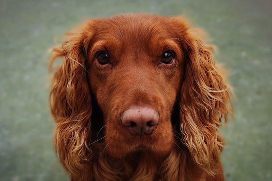 How to Pick Up Loose Dog Poo and What to Do Next Time