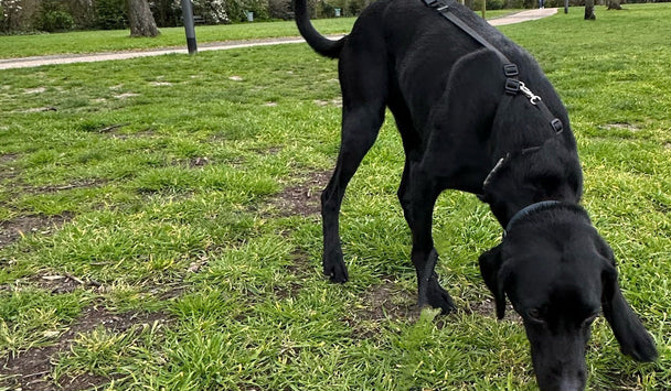 Black dog sniffing the grass in a park with trees and pathways in the background