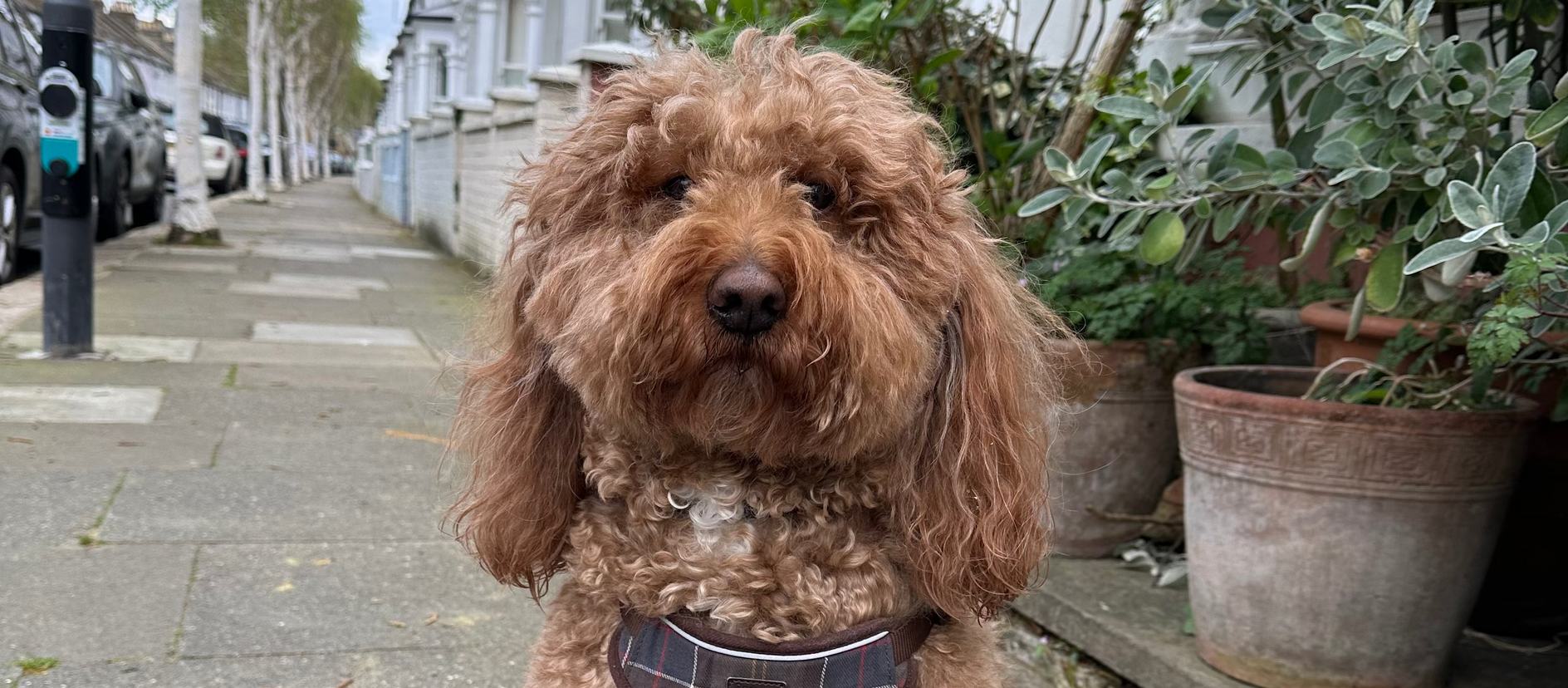 Brown dog sitting on a sidewalk with a street and plants in the background