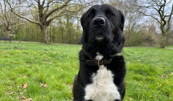 Black and white dog standing on grass with trees in the background