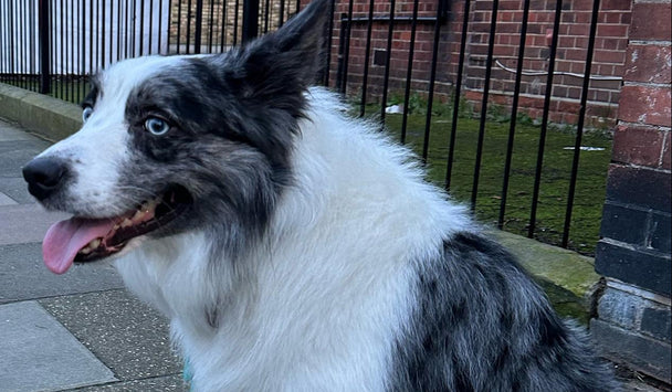 Dog sitting on a pavement with a brick building and black metal gate in the background