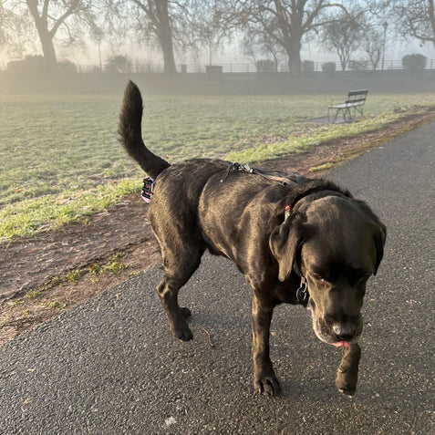 Dog walking on a path in a park with misty background