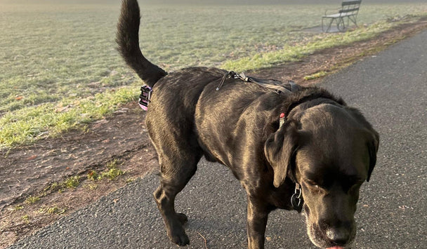 Dog walking on a path in a park with misty background